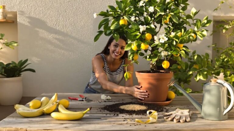 Citronnier